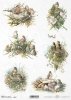 ptak, gniazdo, gniazdko, w gnieździe, R857, bird, nest, Vogel, Nest, pájaro, nido